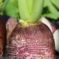 Preview: - Kopie - Kopie