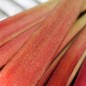 Preview: Rhabarber Lider (rot) (Samen)