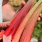 Preview: Rhabarber Lider (rot) (Samen)