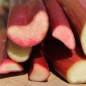 Preview: Rhabarber Lider (rot) (Samen)