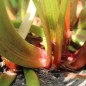 Preview: Rhabarber Lider (rot) (Samen)