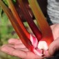Preview: Rhabarber Red Champagne (Pflanze)