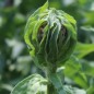 Preview: Riesen-Flockenblume (Samen)