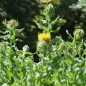 Preview: Riesen-Flockenblume (Samen)