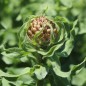 Preview: Riesen-Flockenblume (Samen)