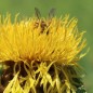 Preview: Riesen-Flockenblume (Samen)