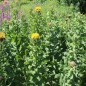 Preview: Riesen-Flockenblume (Samen)