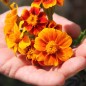 Preview: Riesen-Blutorangengewürztagetes (Samen)