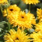Preview: Ringelblume Calexis Yellow (Samen)