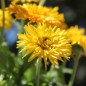 Preview: Ringelblume Calexis Yellow (Samen)
