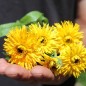 Preview: Ringelblume Calexis Yellow (Samen)