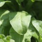 Preview: Ringelblume Calexis Yellow (Samen)