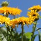 Preview: Ringelblume Calexis Yellow (Samen)