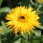 Preview: Ringelblume Calexis Yellow (Samen)