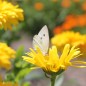 Preview: Ringelblume Chrysantha (Samen)