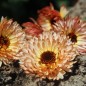 Preview: Neu! Ringelblume Colours of Peaches (Samen)