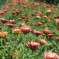 Preview: Neu! Ringelblume Colours of Peaches (Samen)