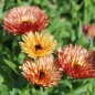 Preview: Neu! Ringelblume Colours of Peaches (Samen)