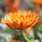 Preview: Neu! Ringelblume Colours of Peaches (Samen)