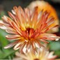 Preview: Neu! Ringelblume Colours of Peaches (Samen)
