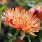 Preview: Neu! Ringelblume Colours of Peaches (Samen)