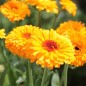 Preview: Ringelblume Corniche (Samen)