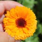 Preview: Ringelblume Corniche (Samen)