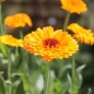 Preview: Ringelblume Corniche (Samen)