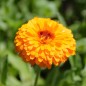 Preview: Ringelblume Corniche (Samen)