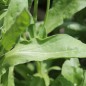 Preview: Ringelblume Cream (Samen)