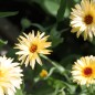 Preview: Ringelblume Cream (Samen)