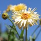 Preview: Ringelblume Cream (Samen)