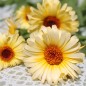 Preview: Ringelblume Cream (Samen)
