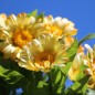Preview: Zwerg-Ringelblume Daisy Apricot (Samen)