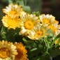 Preview: Zwerg-Ringelblume Daisy Apricot (Samen)