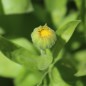 Preview: Zwerg-Ringelblume Daisy Golden (Samen)