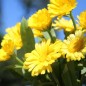 Preview: Zwerg-Ringelblume Daisy Golden (Samen)