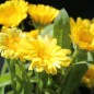 Preview: Zwerg-Ringelblume Daisy Golden (Samen)