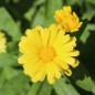 Preview: Zwerg-Ringelblume Daisy Golden (Samen)
