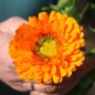 Preview: Ringelblume Greenheart Orange (Samen)