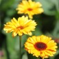 Preview: Ringelblume Indian Prince (Samen)