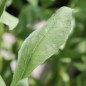 Preview: Ringelblume Indian Prince (Samen)