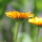 Preview: Ringelblume Indian Prince (Samen)