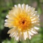 Preview: Ringelblume Kablouna Apricot (Samen)