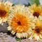 Preview: Ringelblume Kablouna Apricot (Samen)
