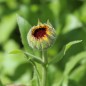 Preview: Ringelblume Kablouna Yellow with Dark Centre (Samen)