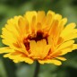 Preview: Ringelblume Kablouna Yellow with Dark Centre (Samen)