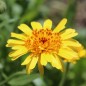 Preview: Ringelblume Kablouna Yellow with Dark Centre (Samen)