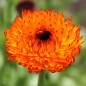 Preview: Ringelblume Neon (Samen)