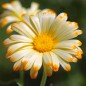 Preview: Ringelblume Oopsy Daisy (Samen)